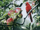 Cardinal and Apples Wall Decal