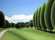 Poplars Wall Decal