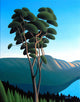 Hillside Arbutus Wall Decal