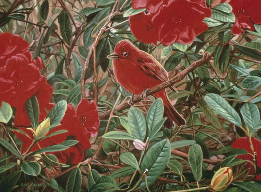 Summer Tanager Wall Decal