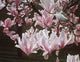 Magnolia Wall Decal