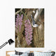 Wysteria Wall Decal