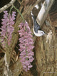 Wysteria Wall Decal