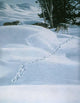 Winter Tracking Wall Decal