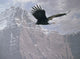 Mountain Flight Wall Decal