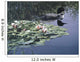 Loon And Lilies Wall Mural