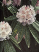 Rhododendron Wall Decal