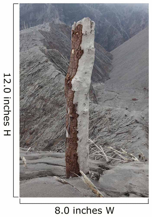 Remains Tree with Bark Wall Decal