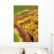 Potassium Salt Deposits Dallol Wall Decal Design 20