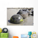 Moeraki Boulders Koekohe Beach Wall Decal Design 20