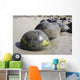 Moeraki Boulders Koekohe Beach Wall Decal Design 20