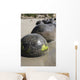 Moeraki Boulders Koekohe Beach Wall Decal Design 19