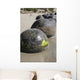 Moeraki Boulders Koekohe Beach Wall Decal Design 19
