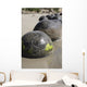 Moeraki Boulders Koekohe Beach Wall Decal Design 19