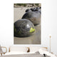 Moeraki Boulders Koekohe Beach Wall Decal Design 19