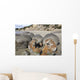 Moeraki Boulders Koekohe Beach Wall Decal Design 16
