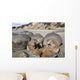 Moeraki Boulders Koekohe Beach Wall Decal Design 16