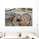 Moeraki Boulders Koekohe Beach Wall Decal Design 16