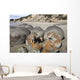 Moeraki Boulders Koekohe Beach Wall Decal Design 16