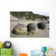 Moeraki Boulders Koekohe Beach Wall Decal Design 15