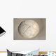 Moeraki Boulder Koekohe Beach Wall Decal Design 3