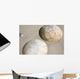 Moeraki Boulders Koekohe Beach Wall Decal Design 13