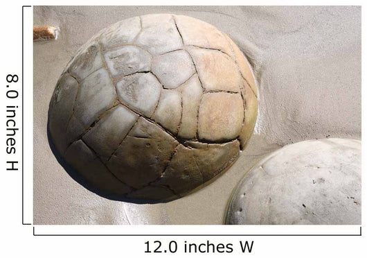Moeraki Boulders Koekohe Beach Wall Decal Design 12