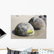 Moeraki Boulders Koekohe Beach Wall Decal Design 9