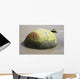 Moeraki Boulder Koekohe Beach Wall Decal Design 2