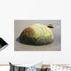 Moeraki Boulder Koekohe Beach Wall Decal Design 2