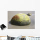 Moeraki Boulder Koekohe Beach Wall Decal Design 2