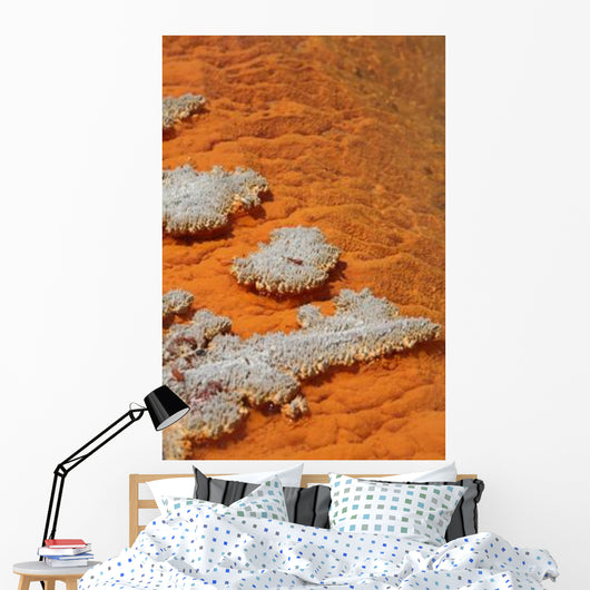 Orange Coloration Champagne Pool Wall Decal
