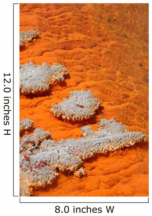 Orange Coloration Champagne Pool Wall Decal