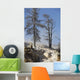 Trees Sinter Terraces near Wall Decal