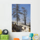 Trees Sinter Terraces near Wall Decal