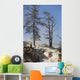 Trees Sinter Terraces near Wall Decal