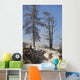 Trees Sinter Terraces near Wall Decal