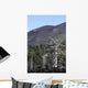 Dead Tree amongst Volcanic Wall Decal