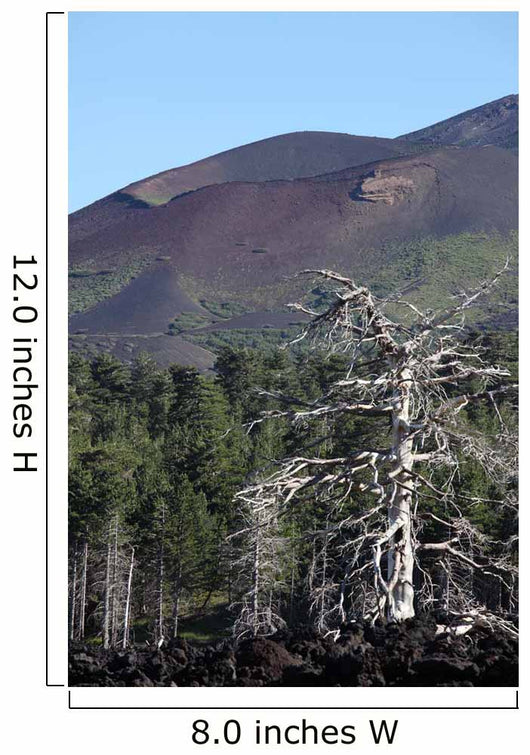 Dead Tree amongst Volcanic Wall Decal