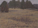 Kensington Field Wall Decal