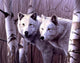 A Pair Of White Wolves Wall Mural