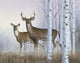 Deer In Birch Woods Wall Mural