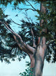 Juniper Tree Wall Decal