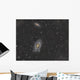 Cigar Galaxy and Bode's Wall Decal