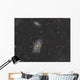 Cigar Galaxy and Bode's Wall Decal