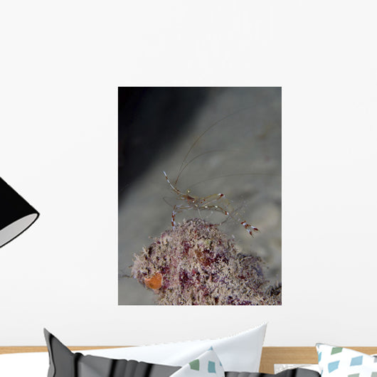 Cleaner Shrimp Yap Micronesia Wall Decal