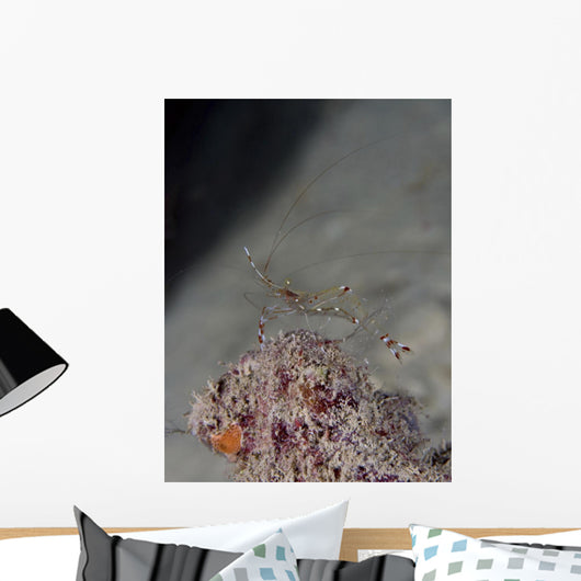 Cleaner Shrimp Yap Micronesia Wall Decal
