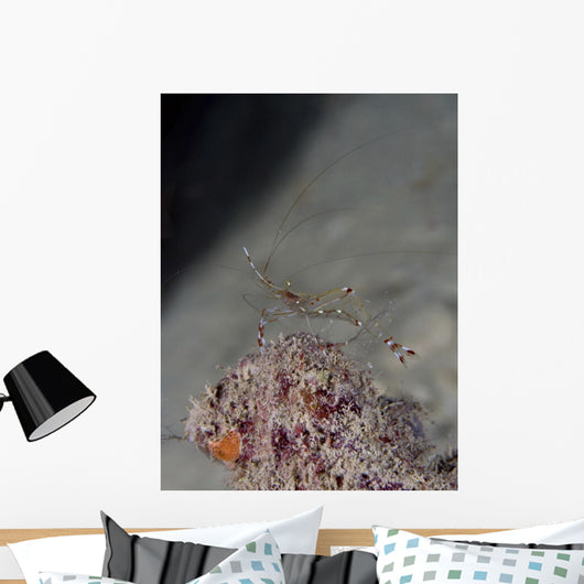 Cleaner Shrimp Yap Micronesia Wall Decal