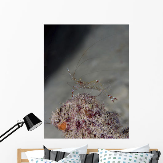 Cleaner Shrimp Yap Micronesia Wall Decal