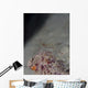 Cleaner Shrimp Yap Micronesia Wall Decal